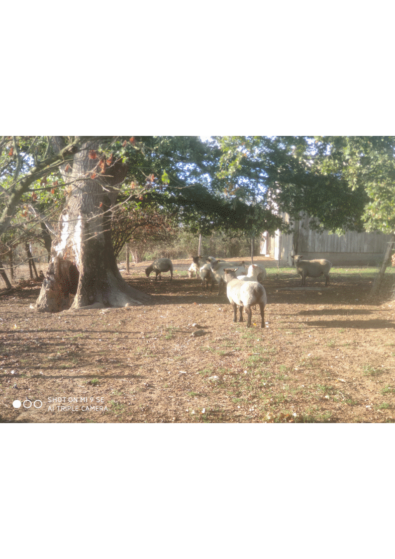 photo 2.gif